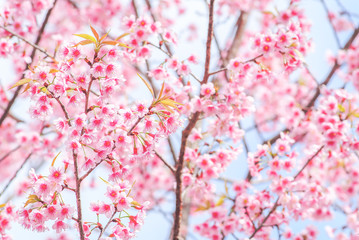 Spring time with beautiful cherry blossoms, pink sakura flowers..