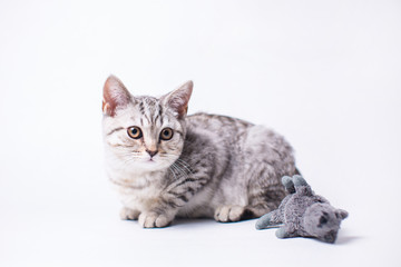 kitten on white background