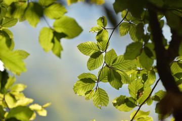 Fototapeta na wymiar Closeup of green leaves in natural light