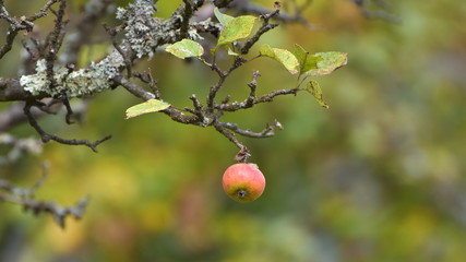 Decaying red apple on a tree branch
