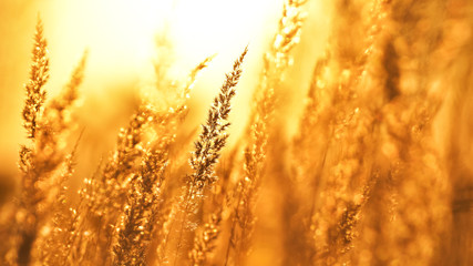 Steppe grass at sunset against the sun