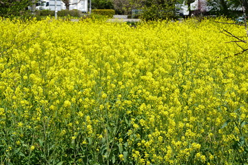 Obraz premium 菜の花