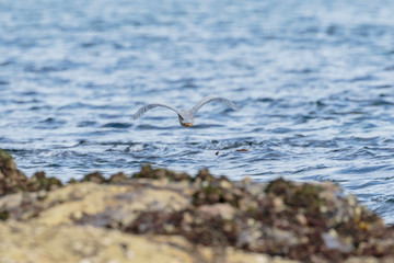 A White-faced Heron flying from the rocky shore in the morning at Nielsen Park, Sydney Harbour National Park, Sydney, Australia in April 2019
