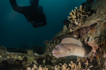 Moray eel Mooray lycodontis undulatus in the Red Sea, eilat israel