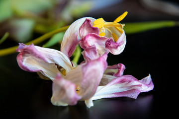 Tulpen verwelkt Hintergrund