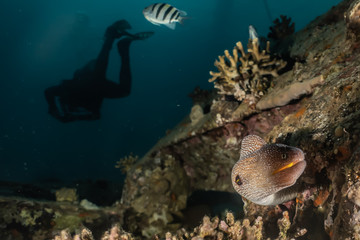 Moray eel Mooray lycodontis undulatus in the Red Sea, eilat israel