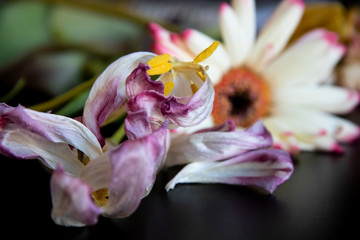 Verwelkte Blumen © thommy1973