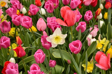 red tulips with yellow daffodil