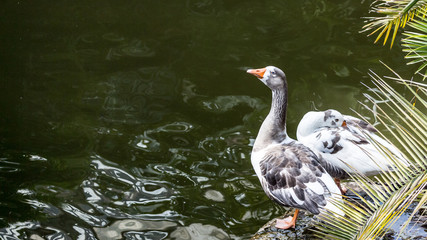 goose in water