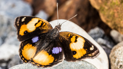 butterfly on flower