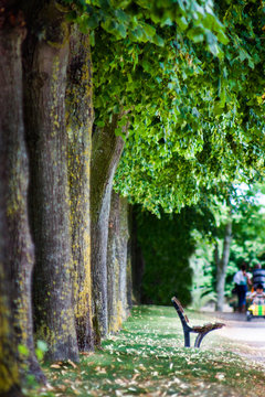 parc banc promenade jardin arbre