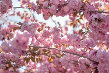 Branches of blossoming flowers, joyful spring background