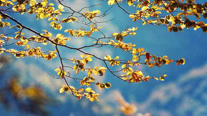 Tree branch in autumn, closeup shot