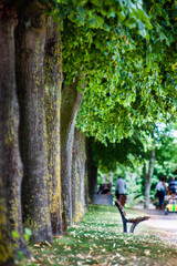 Fototapeta premium banc park jardin promenade