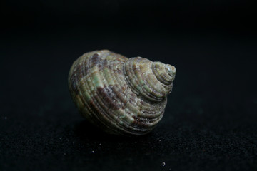 SEA'S SNAIL 19