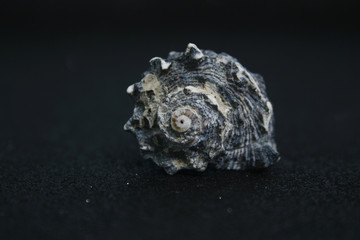 SEA'S SNAIL 2