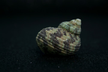 SEA'S SNAIL 3