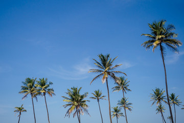 Fototapeta premium View of nice tropical beach with palms around