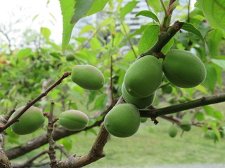 Japanese spring - Plum fruits