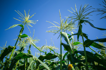 corn in the field
