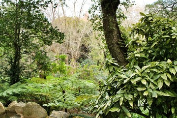 Leafy and green garden with big ferns in Sintra