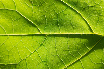 Fototapeta na wymiar Green leaf close-up
