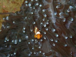 Closeup and macro shot of Western Clown fish or Anemone fish during leisure dive underwater diving...