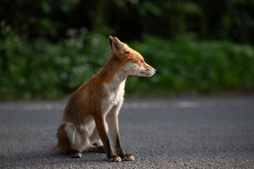 Naklejka na ściany i meble Hokkaido wild fox waits for tourists for feed