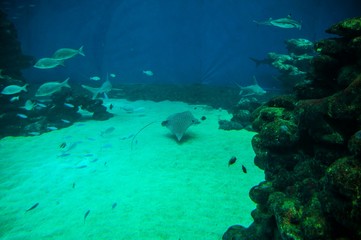 Fototapeta na wymiar Coral & fishes, Red Sea