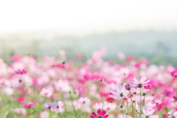 Cosmos flowers in nature, sweet background, blurry flower background, light pink and deep pink cosmos.