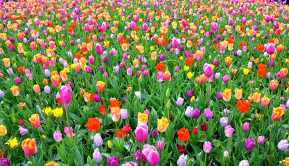 Spring Flowers in The Netherlands