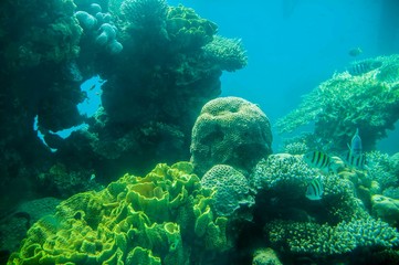 Obraz na płótnie Canvas Coral & fishes, Red Sea