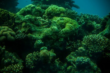 Coral & fishes, Red Sea