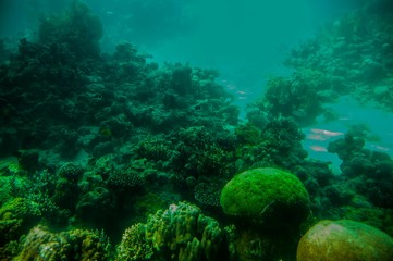 Naklejka na ściany i meble Coral & fishes, Red Sea