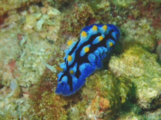 Closeup and macro shot of nudibranch Chromodorididae during leisure dive underwater diving in Sabah, Borneo.     
