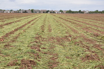 Arizona harvested yellow carrot field