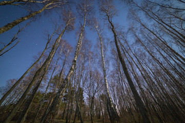 Pine and birch forest on the shore of the Baltic sea late at night. Starry sky on the background