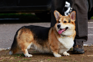 Dog breed Welsh Corgi Pembroke