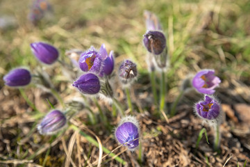 Spring purple flowers Pasqueflower in forest. The flower blossomed in the spring forest with a...