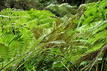 Leafy and green garden with big ferns in Sintra