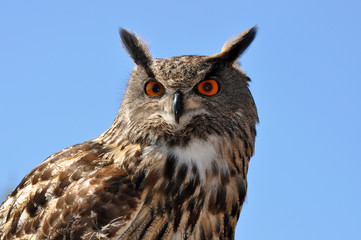 Owl with big red eyes, close-up shot, portrait. Owls are a symbol of wisdom, knowledge, and longevity