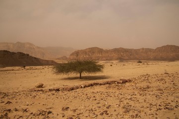 Israeli desert