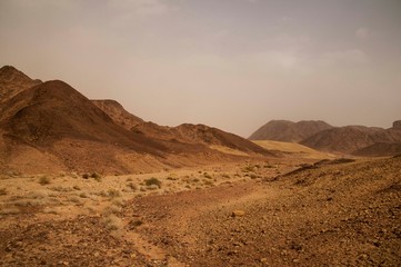 Israeli desert