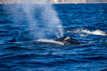 Fototapeta premium 小笠原の海，潮を吹くザトウクジラ