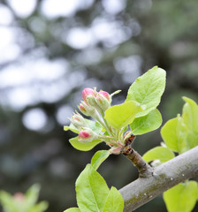 quince blossom with leaf  in spring