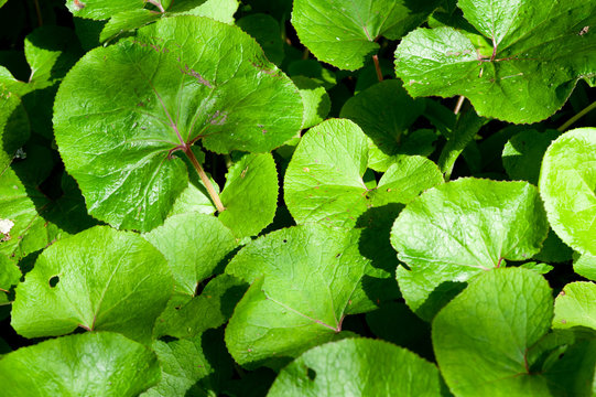 Green Leaves Winter Heliotrope