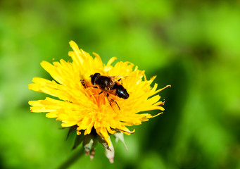Drone fly