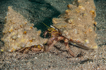 Bristled Hermit Crab in the Red Sea Colorful and beautiful, Eilat Israel