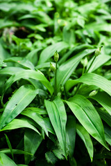 Wild Garlic Plant Allium ursinum