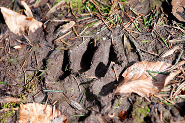 Dog footprint